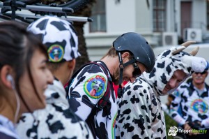Mad Cows