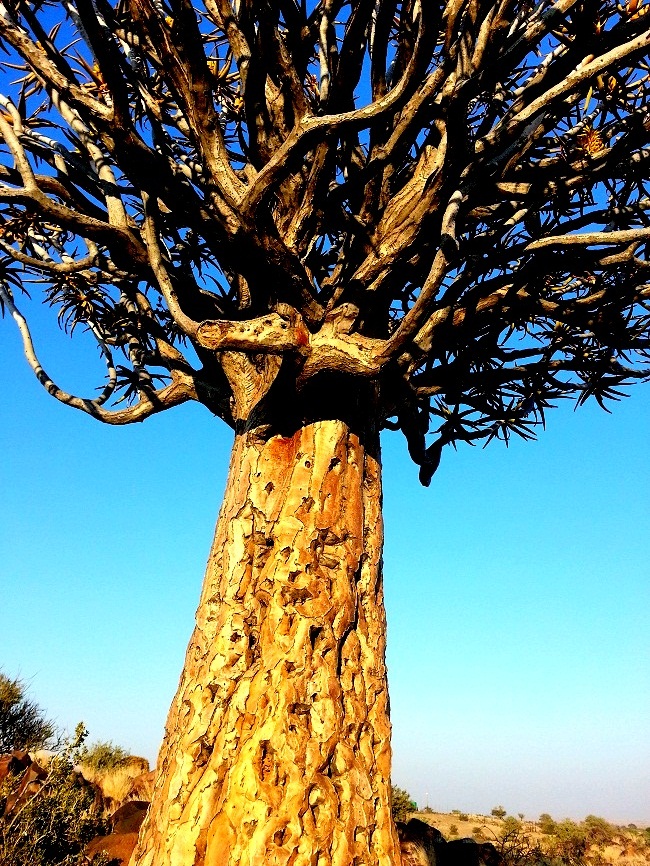 Quiver Tree