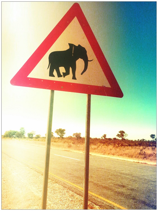 Elephant...just in case the sign is not clear