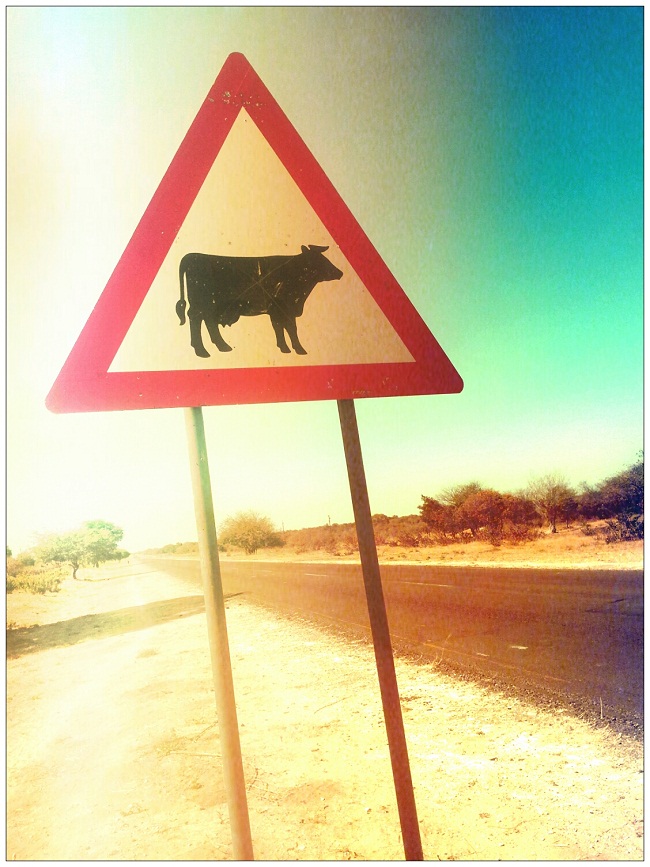 Cow - these are everywhere and probably warrant a sign