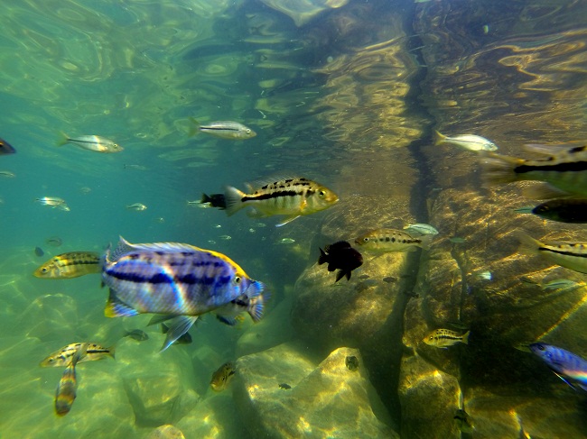 Like an aquarium - only its a lake