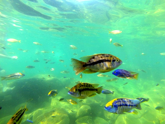 Fresh water tropical fish - are you for real real