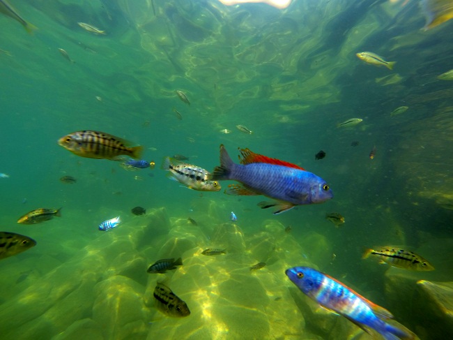 Fish everywhere - EVERYWHERE!