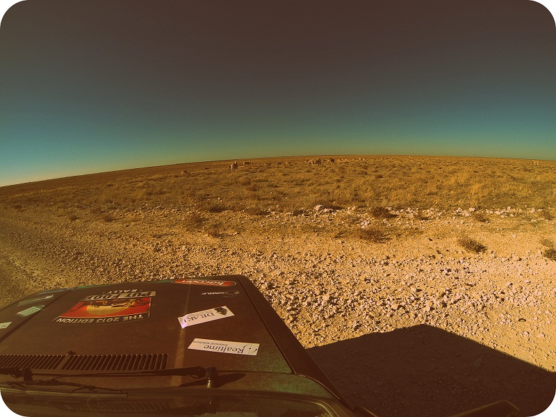 More aminals...of the striped variety 