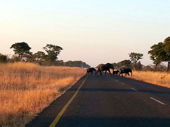 Ellies - you can never get enough of them