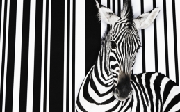 Barcode Zebra